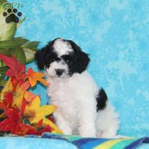 Ruby, Shih-Poo Puppy
